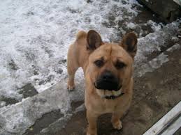 Maybe you would like to learn more about one of these? 11 Of The Cutest And Funniest French Bulldog Mixes