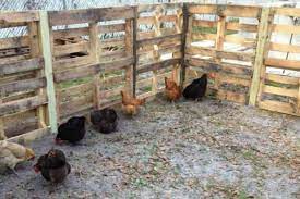 5 simple steps on how to build a backyard chicken coop. Pallet Chicken Run Diy Pallet Fence Extension For The Flock With Pics