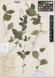 Image result for Isoglossa darbyshirei