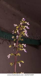 Image result for Coleus esculentus
