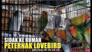 Jadi banyak orang menyukai burung setia ini. Sidak Ke Rumah Peternak Lovebird Youtube