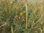 Image result for Crotalaria distans