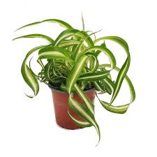 Image result for Chlorophytum pauper