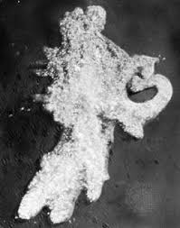 Image result for Pseudopod Ospermum