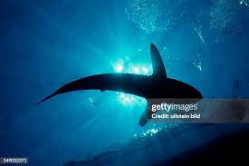 Image result for Lessertia falciformis