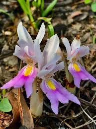 Image result for Brachycorythis lastii