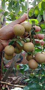 The main selling feature of this cultivar is its large size and also the fact that it is a tropical longan, that is will bear consistently. Pokok Longan Ping Pong 150 Jenis Taman Botani Bobby Facebook