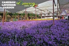 Ada yang berwarna ungu, merah, kuning dan sebagainya. Cameron Lavender Garden Cameron Highlands Online