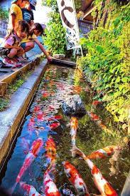 46 beautiful fish pond ideas 39 สวนญ ป น การจ ดสวนแนวโมเด ร น ปลาคราฟ