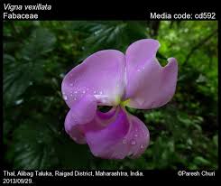 Image result for Vigna vexillata