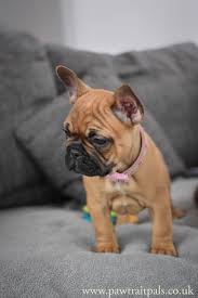 Olive French Bulldog Puppy Buldog Bulldog Puppies Bulldog French Bulldog Puppies