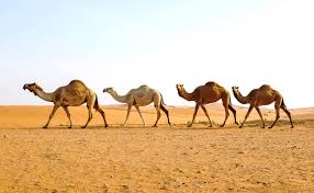 Can a horse run faster than a camel? Horse Camel Racing In Saudi Arabia Richest Races Beauty Pageants