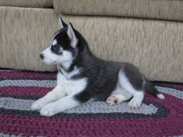 Search dogs, puppies ads in el paso. Pennysaver Male And Female Siberian Husky Puppies In El Paso Texas Usa
