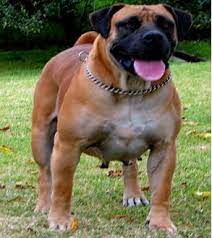 South African Boerboel Breeders Stl Boerboels Our Dogs South African Mastiff African Boerboel English Mastiff Puppies