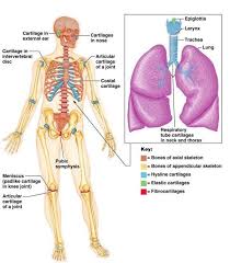 Skeletal Cartilages Human Bone Structure Physiology Human Bones