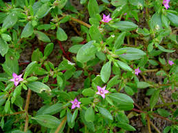 Image result for Aizoaceae