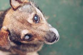 Cataracts In Dogs | Great Pet Care