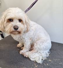 A few of the lovely dogs I've groomed...