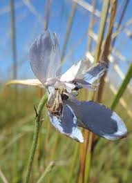 Image result for Crepidorhopalon goetzei