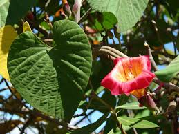 Image result for Stictocardia