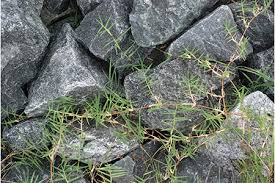 Image result for Cynodon dactylon