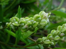 Image result for Polygala senensis