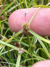 Image result for Kyllinga squamulata