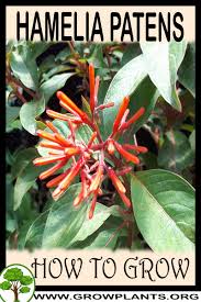 Image result for Hamelia patens