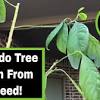 The avocado (persea americana), a tree likely originating from southcentral mexico, is classified as a member of the flowering plant family lauraceae. Https Encrypted Tbn0 Gstatic Com Images Q Tbn And9gcr70dqctwqmxfbq6t Vwzqv2 Ufqu61fstyuwkr5ubbfekkd Zb Usqp Cau