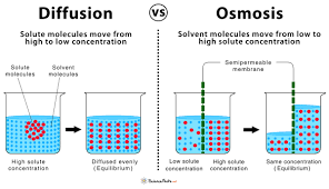 A chemical formula is a simple representation, in writing, of a three dimensional molecule that exists. Image Of Osmosis Novocom Top