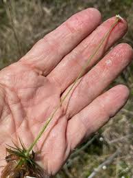 Image result for Eriocaulon teusczii