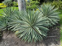 Image result for Pandiaka angustifolia