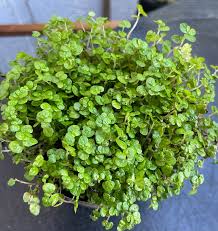 Image result for Soleirolia