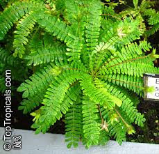 Image result for Biophytum