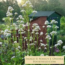 Image result for Valeriana capensis