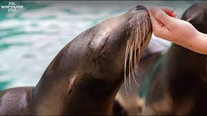 Please help us look after our animals during these uncertain times. An Important Message From Our Keeper Alex Zoological Society Of London Zsl