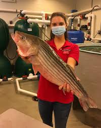 Check spelling or type a new query. Breakthroughs Position Striped Bass For Commercial Success News Releasesnews Releases
