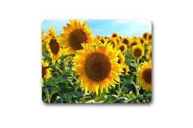 Find cork backed placemat products, manufacturers & suppliers featured in arts & crafts industry from china. Gwen St Designs Kitchen Cork Backed Placemats And Coasters Sunflowers Set 6 Matt Blatt