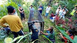 Wisata ternak kandang macan : Penerkam 3 Kambing Warga Ternyata Macan Dahan Padek Line Today