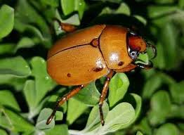 Although not always a pure black color, they are generally dark brown to black and may have lighter patterns on their elytra. Types Of Beetles With Pictures And Identification Guide