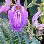 Image result for Brillantaisia cicatricosa