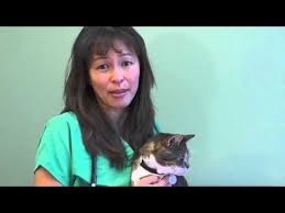 A woman is about five to eight times more likely unfortunately, symptoms of a thyroid condition are often very similar to the signs of other medical conditions and stages of life. Hyperthyroidism And Thyroid Problems In Cats What You Need To Know