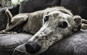 The hipster rehabilitation brace provides support and important rear leg exercise for dogs with hip dysplasia. Dog Hip Dysplasia Brace Reviews Support For Disabled Dogs