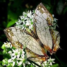 Amazing Common Map Butterfly Almost Looks Like Stained Glass Gorgeous Beautiful Butterflies Butterfly Moth