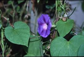 Image result for Ipomoea venosa
