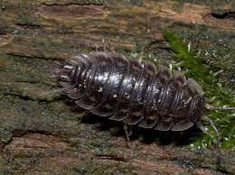 Gigantyczny tausendfüßer, krocionogi, stawonogi, gigantyczne stonogi, mirrioda, stonogi, robak. Stonoga Murowa Skorupiak Zwierze Stonoga Murowa Stonog Myszaty