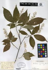 Image result for Argocoffeopsis