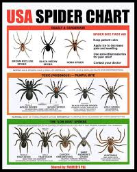 usa spider chart spider identification chart spider bites