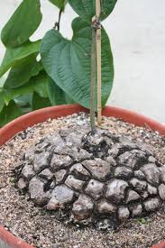 Image result for Dioscorea quartiniana