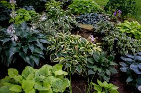 Plant bare root perennials this spring for years of growth and blooms to follow. 700 Hostas In One Man S Garden Yeah But That S Nothing Would You Believe 1 500 Inspired Living Omaha Com